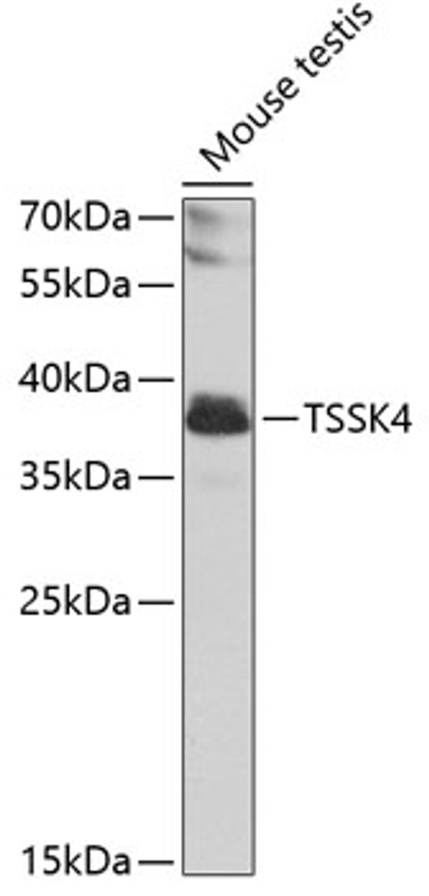 Western blot analysis of extracts of Mouse testis using TSSK4 Polyclonal Antibody at dilution of 1:1000.