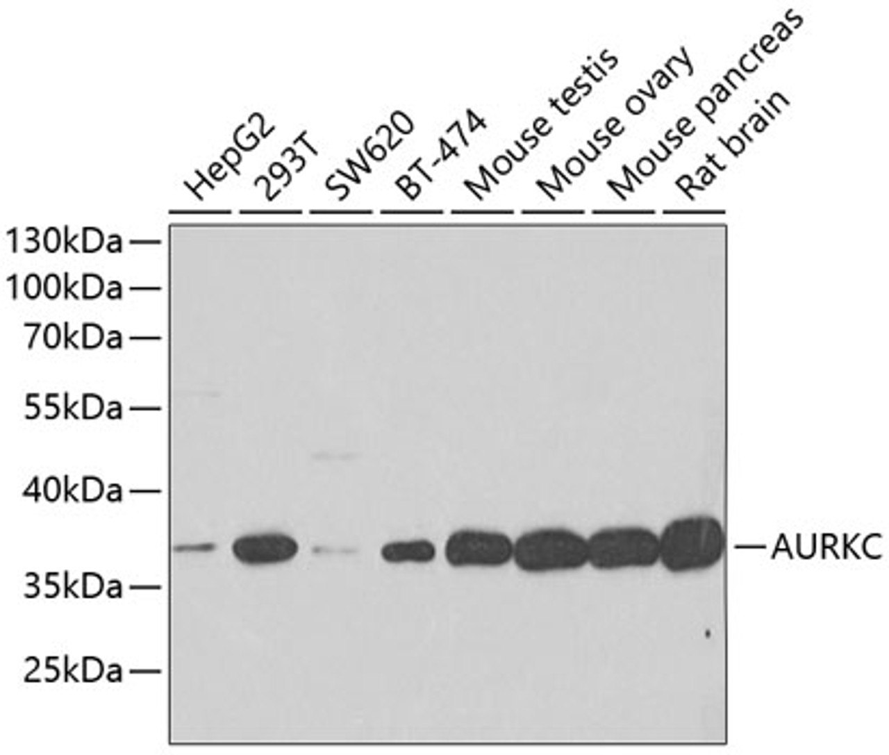 Western blot analysis of extracts of various cell lines using AURKC Polyclonal Antibody at dilution of 1:500.