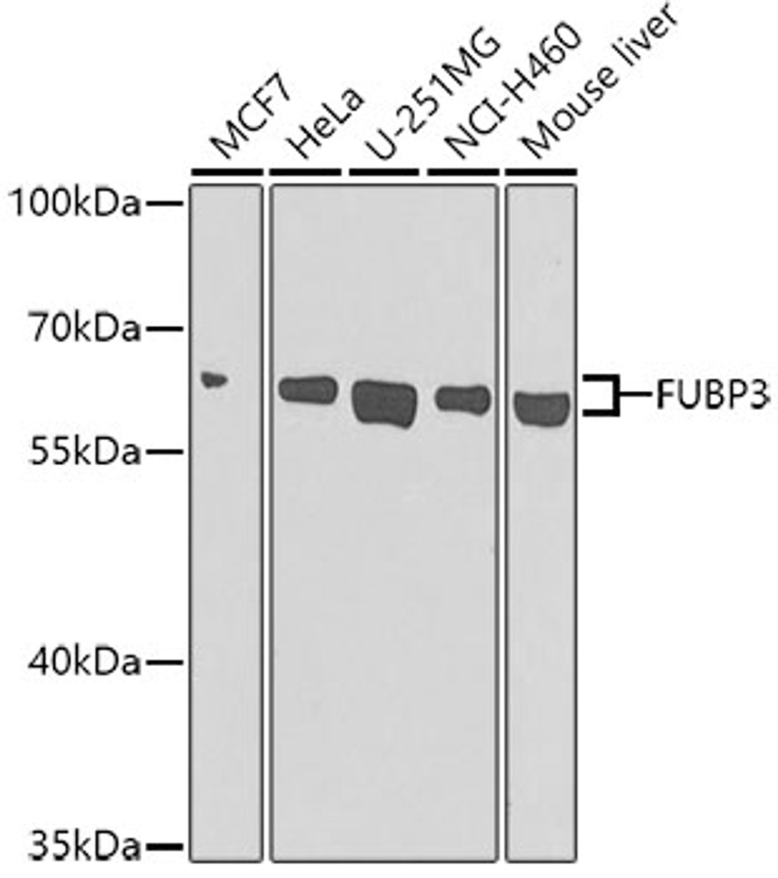 Western blot analysis of extracts of various cell lines using FUBP3 Polyclonal Antibody at dilution of 1:1000.