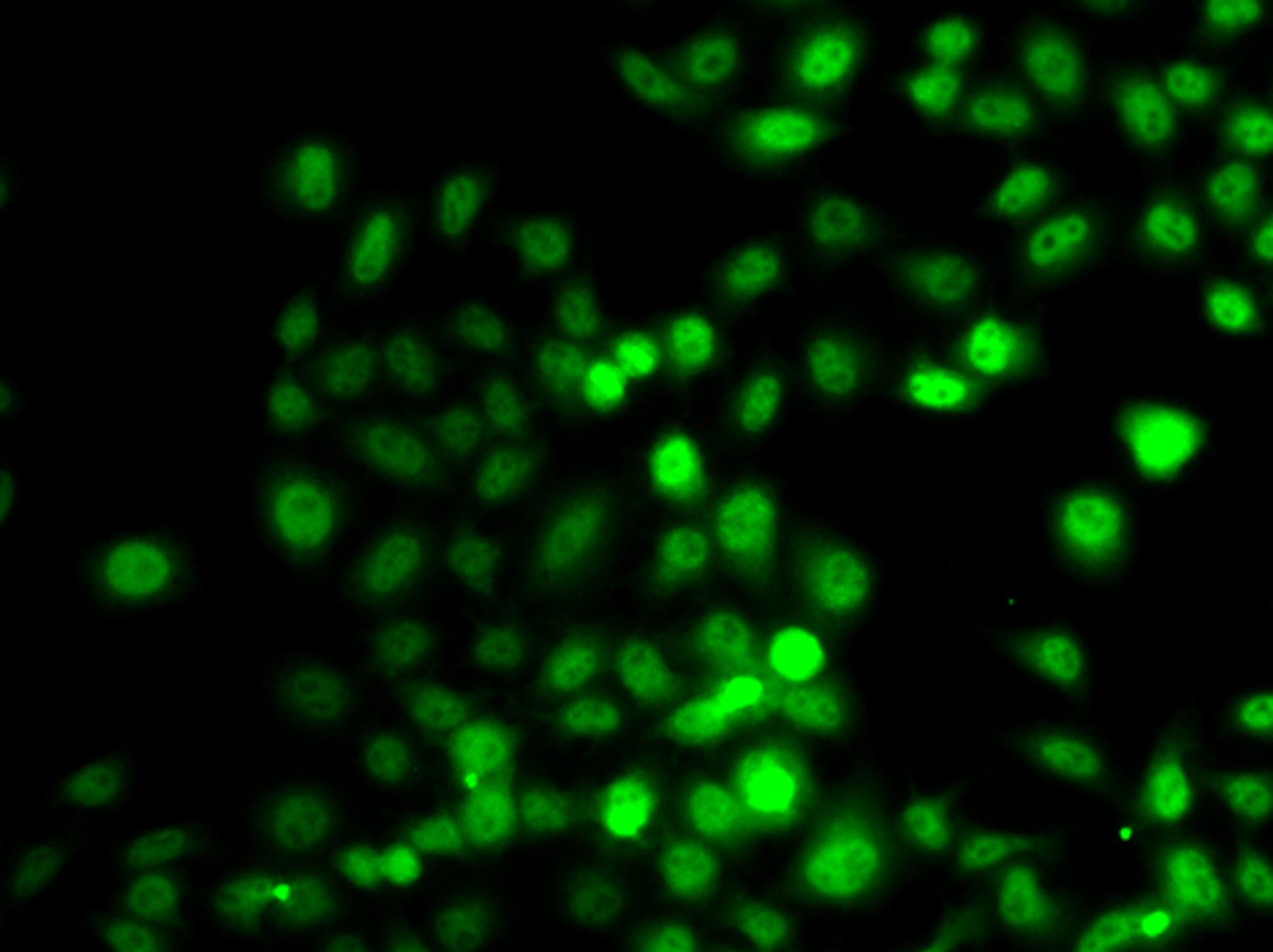 Immunofluorescence analysis of A549 cells using PRDM7 Polyclonal Antibody
