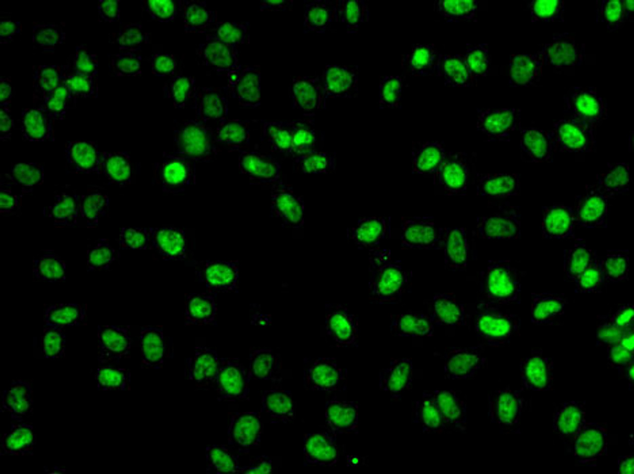 Immunofluorescence analysis of A-549 cells using PHF19 Polyclonal Antibody