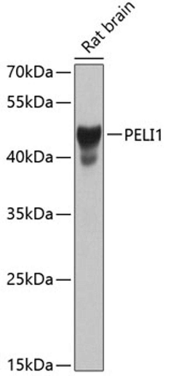 Western blot analysis of extracts of Rat brain using PELI1 Polyclonal Antibody at dilution of 1:1000.