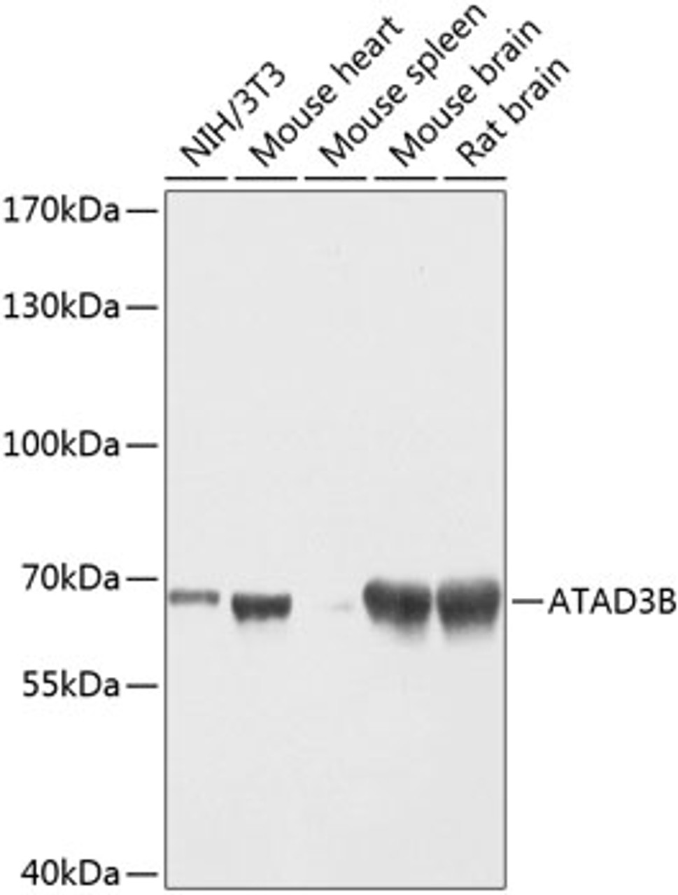 Western blot analysis of extracts of various cell lines using ATAD3B Polyclonal Antibody at dilution of 1:1000.
