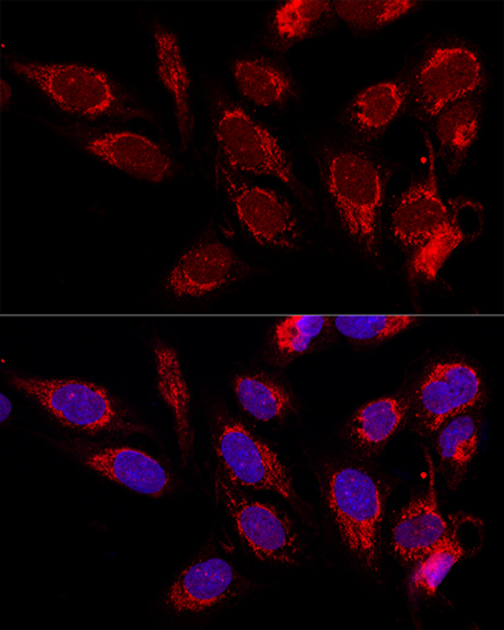 Confocal immunofluorescence analysis of U2OS cells using ATAD3B Polyclonal Antibody at dilution of  1:100. Blue: DAPI for nuclear staining.