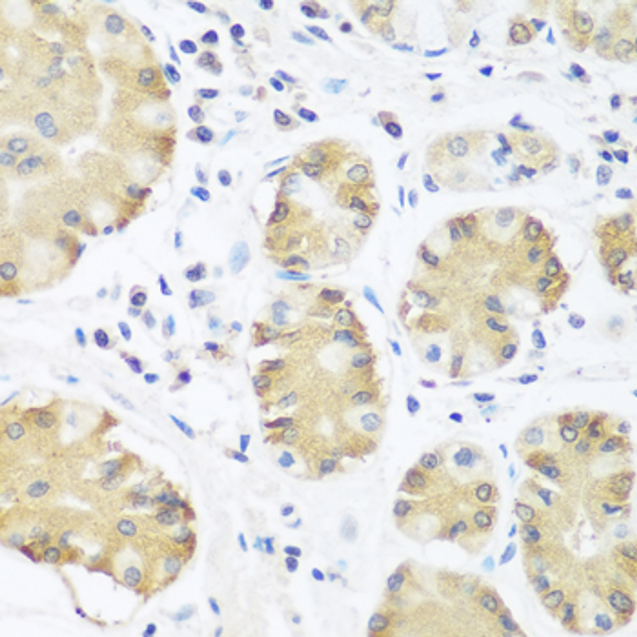 Immunohistochemistry of paraffin-embedded Human stomach using TRH Polyclonal Antibody at dilution of  1:100 (40x lens).