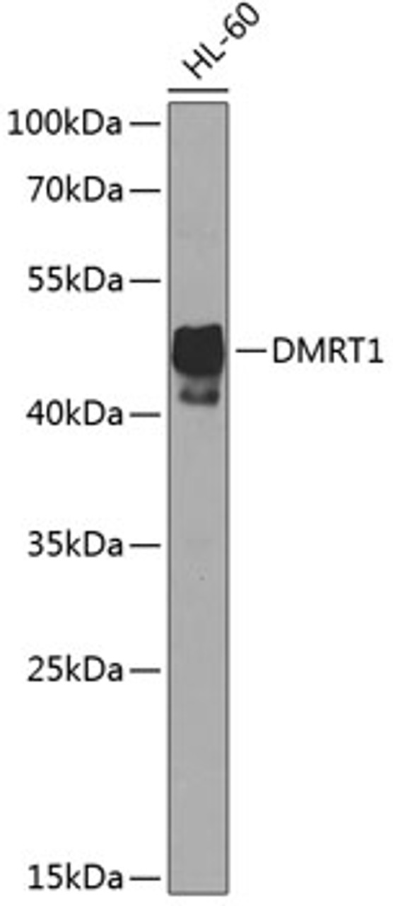 Western blot analysis of extracts of HL-60 cells using DMRT1 Polyclonal Antibody at dilution of 1:1000.