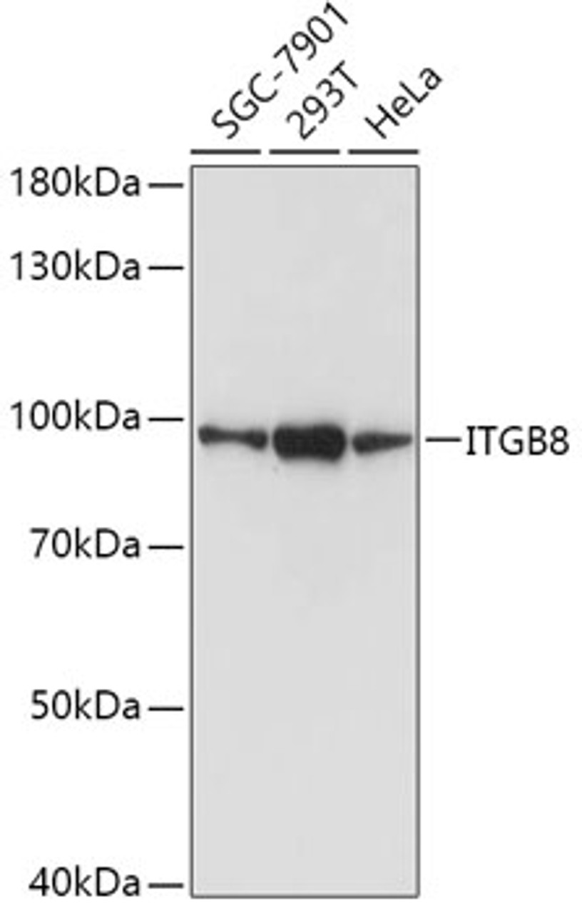Western blot analysis of extracts of various cell lines using ITGB8 Polyclonal Antibody at dilution of 1:1000.