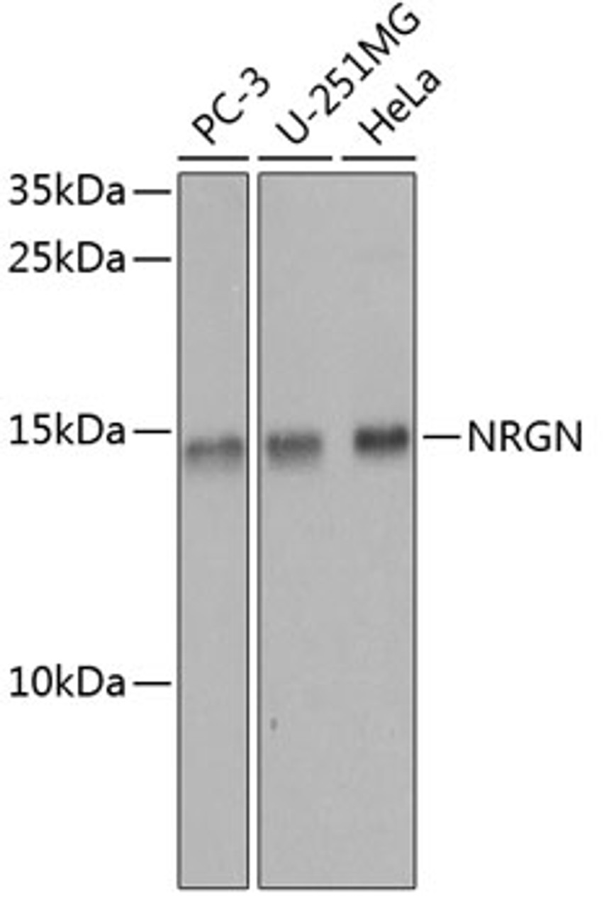 Western blot analysis of extracts of various cell lines using NRGN Polyclonal Antibody at dilution of 1:1000.