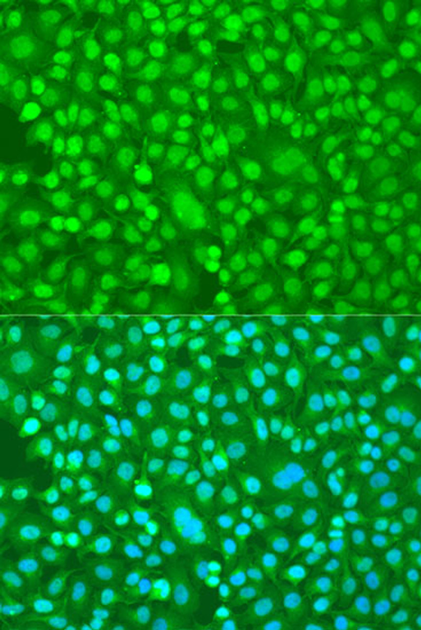 Immunofluorescence analysis of U2OS cells using PER1 Polyclonal Antibody at dilution of  1:100. Blue: DAPI for nuclear staining.