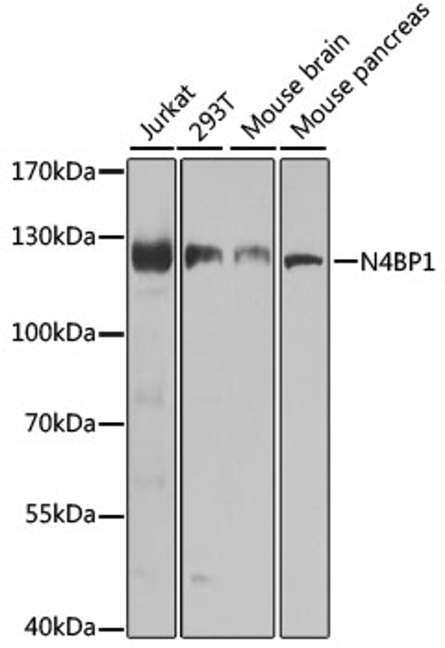 Western blot analysis of extracts of various cell lines using N4BP1 Polyclonal Antibody at dilution of 1:1000.