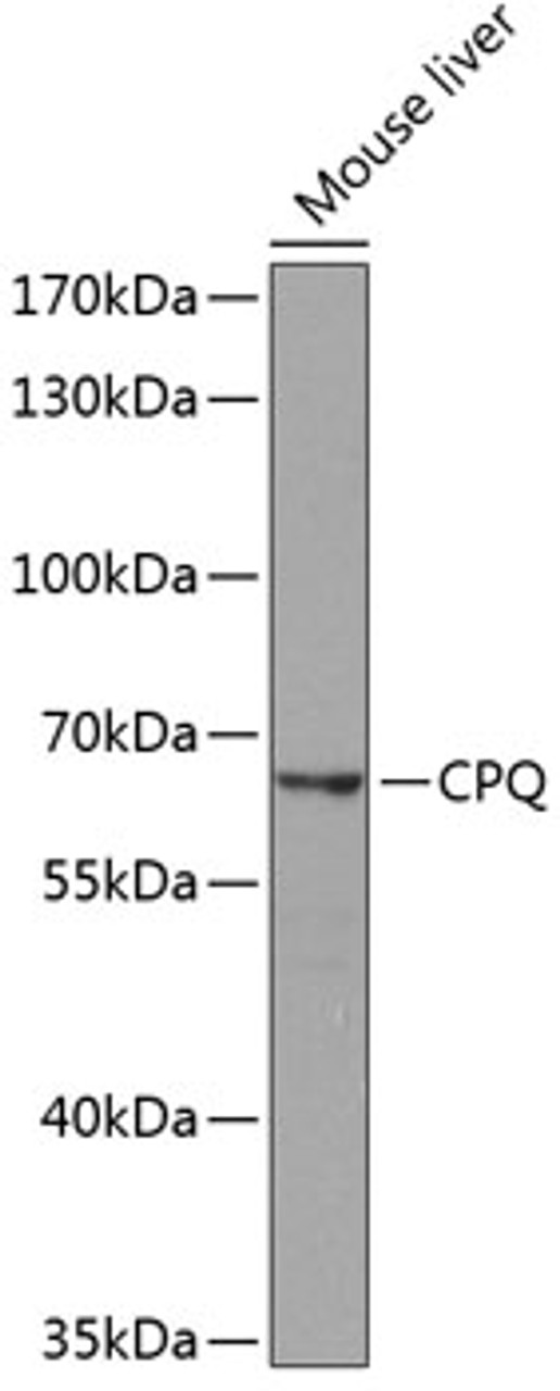 Western blot analysis of extracts of Mouse liver using CPQ Polyclonal Antibody at dilution of 1:1000.