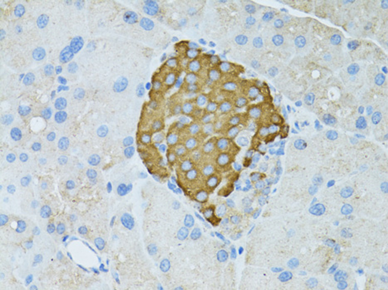 Immunohistochemistry of paraffin-embedded Rat pancreas using TEFM Polyclonal Antibody at dilution of  1:100 (40x lens).