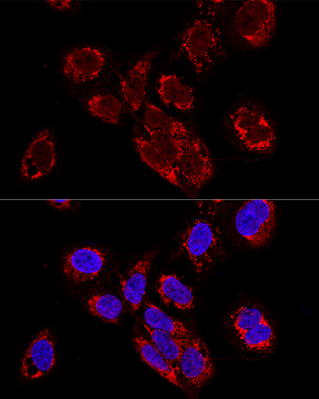 Confocal immunofluorescence analysis of U2OS cells using TEFM Polyclonal Antibody at dilution of  1:100. Blue: DAPI for nuclear staining.