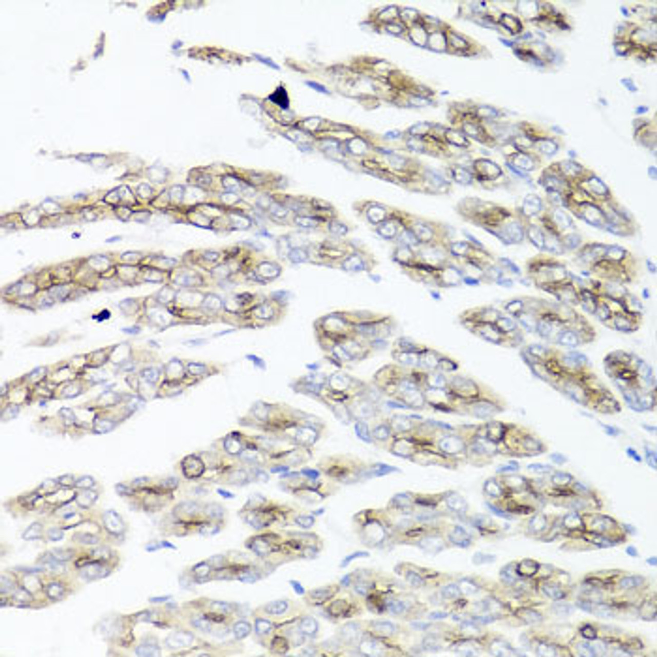 Immunohistochemistry of paraffin-embedded Mouse stomach using IER3 Polyclonal Antibody at dilution of  1:100 (40x lens).