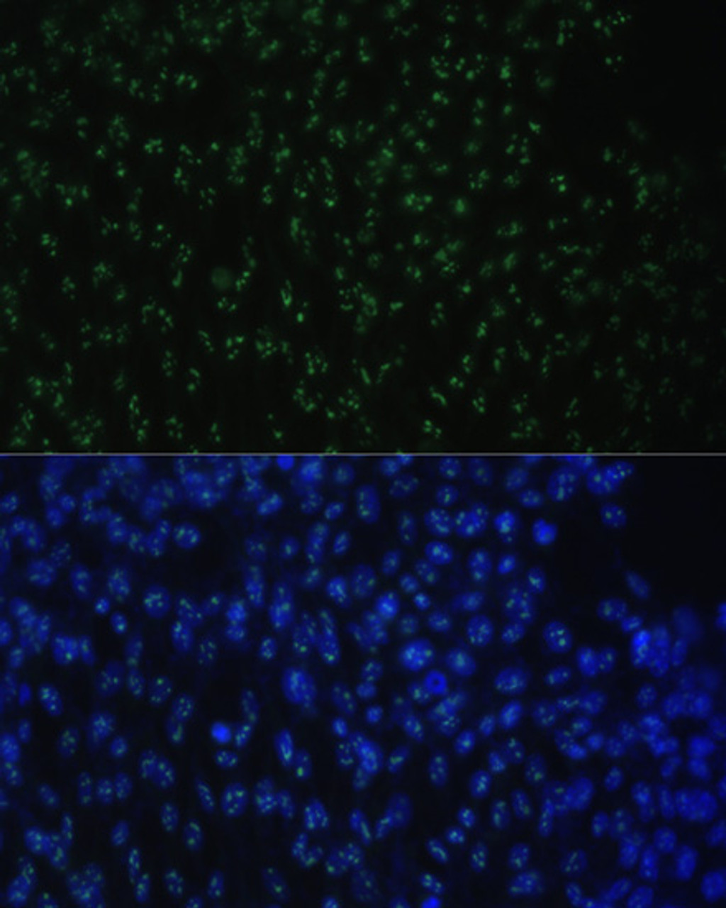 Immunofluorescence analysis of NIH-3T3 cells using DDX50 Polyclonal Antibody at dilution of  1:100. Blue: DAPI for nuclear staining.