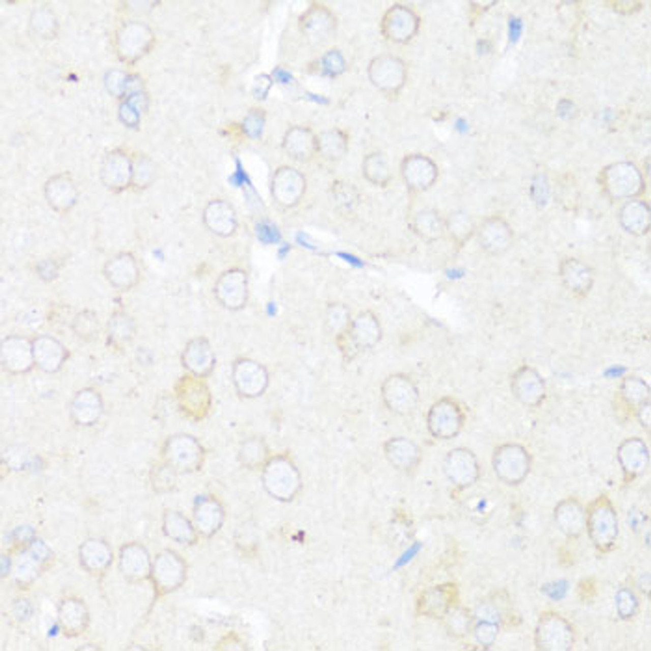 Immunohistochemistry of paraffin-embedded Rat brain using EIF3J Polyclonal Antibody at dilution of  1:100 (40x lens).