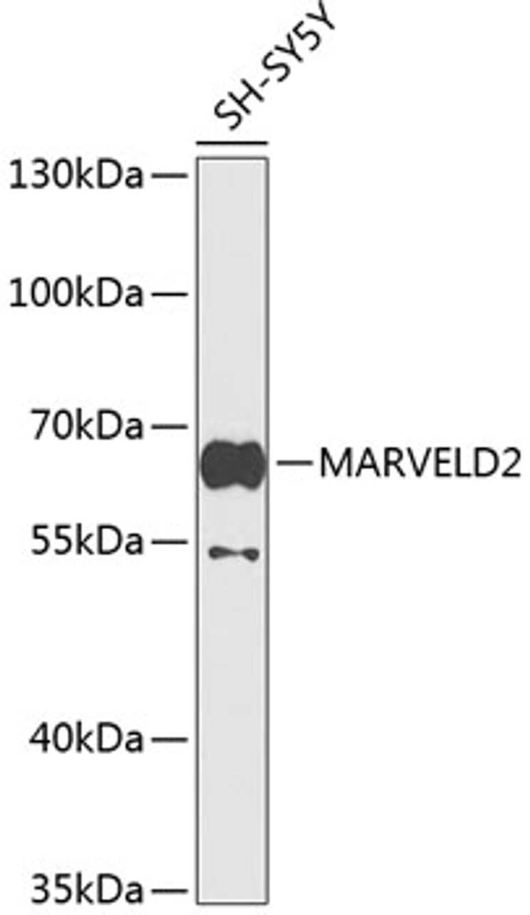 Western blot analysis of extracts of SH-SY5Y cells using MARVELD2 Polyclonal Antibody at dilution of 1:1000.