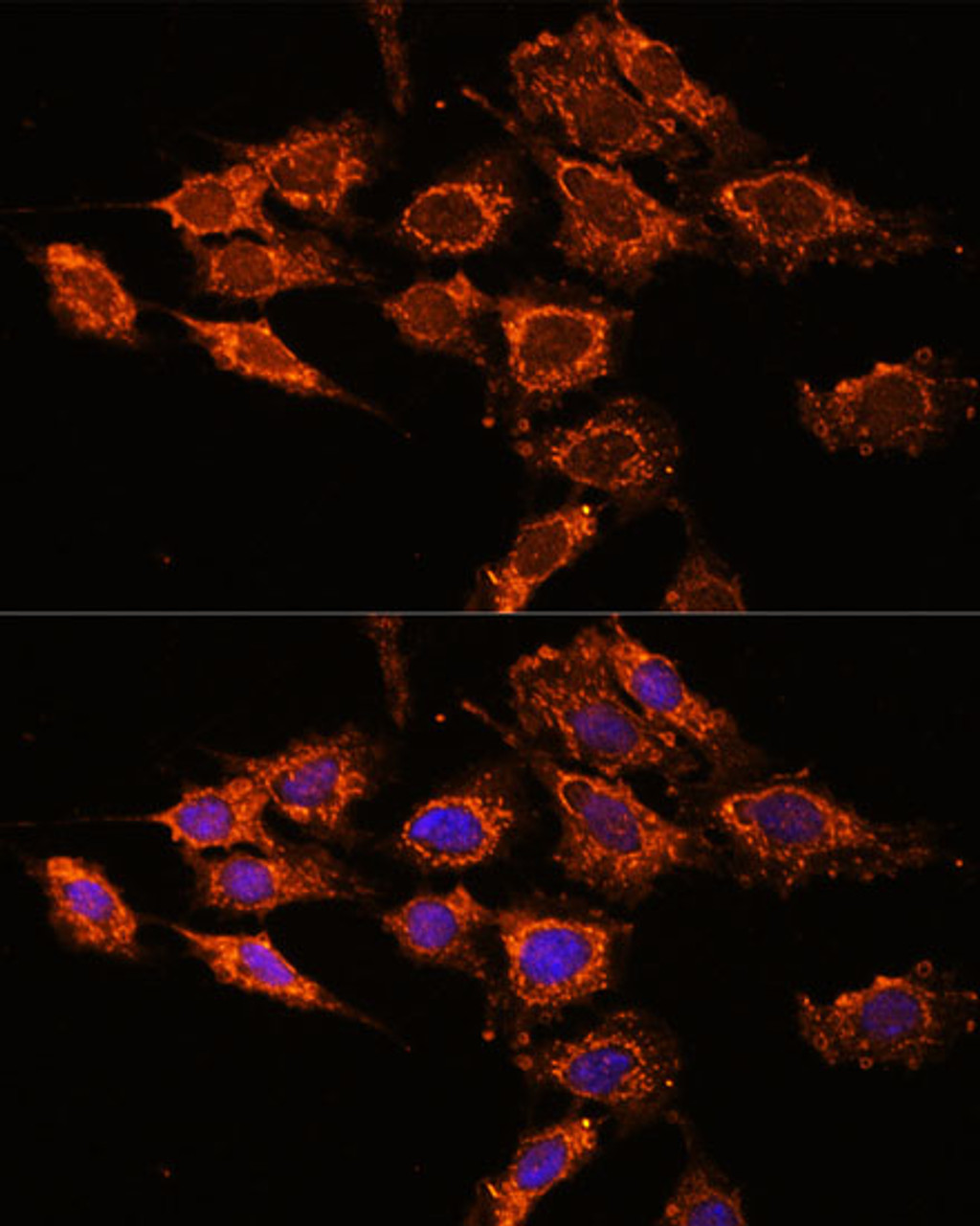 Immunofluorescence analysis of C6 cells using PASK Polyclonal Antibody at dilution of  1:100. Blue: DAPI for nuclear staining.