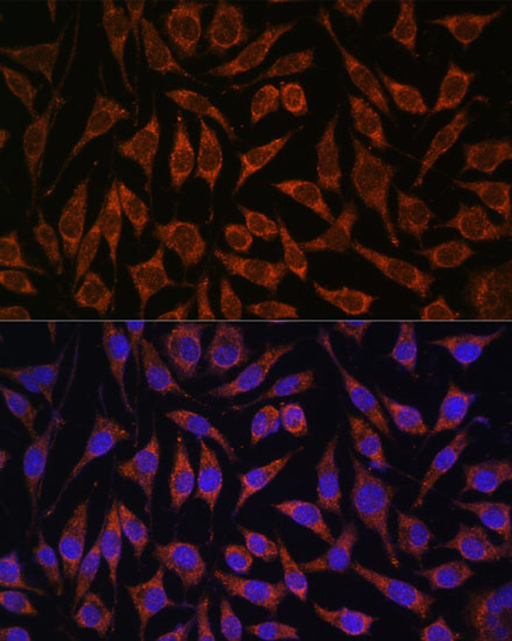 Immunofluorescence analysis of L929 cells using PASK Polyclonal Antibody at dilution of  1:100. Blue: DAPI for nuclear staining.