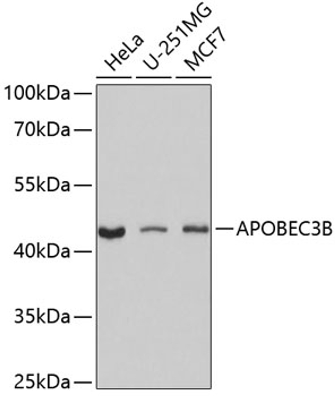Western blot analysis of extracts of various cell lines using APOBEC3B Polyclonal Antibody at dilution of 1:1000.
