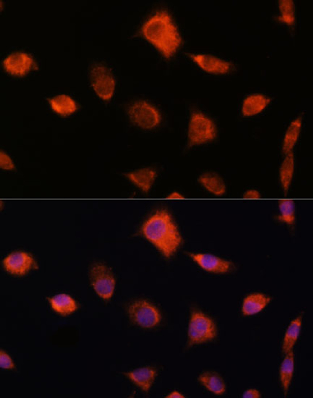 Immunofluorescence analysis of L929 cells using NUMB Polyclonal Antibody at dilution of  1:100. Blue: DAPI for nuclear staining.
