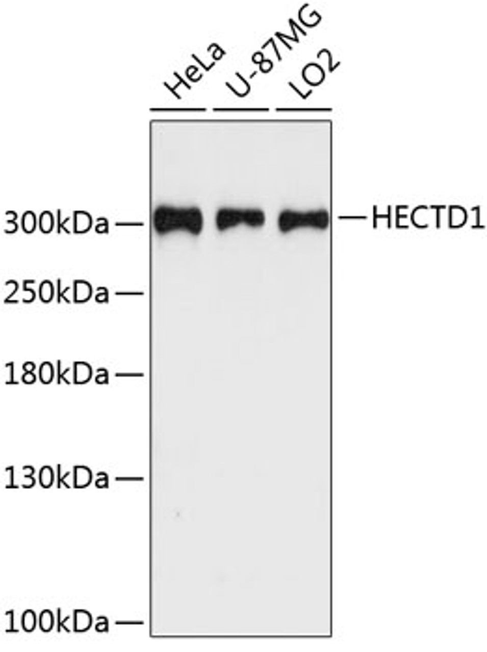 Western blot analysis of extracts of various cell lines using HECTD1 Polyclonal Antibody at dilution of 1:3000.