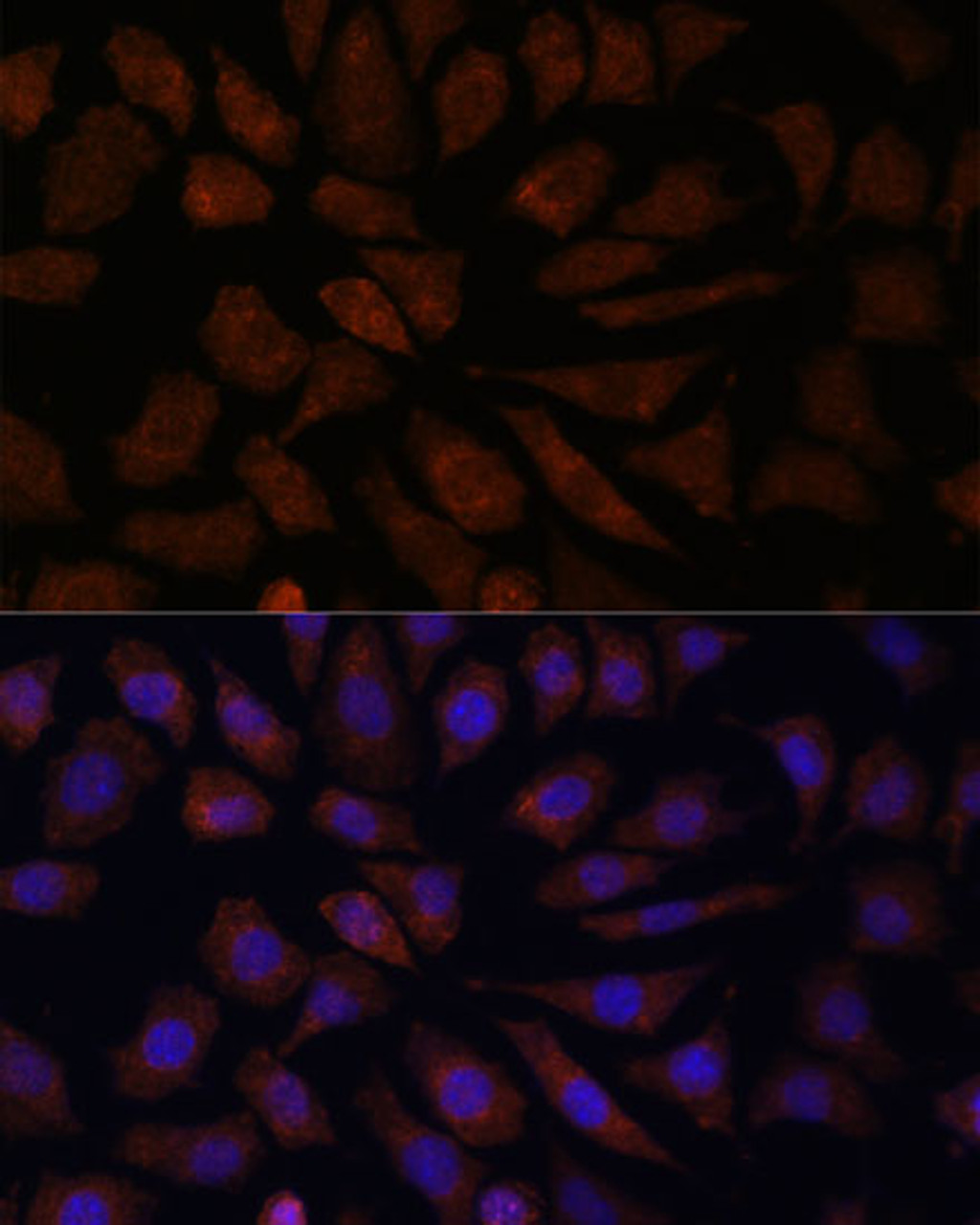 Immunofluorescence analysis of L929 cells using OAS3 Polyclonal Antibody at dilution of  1:100. Blue: DAPI for nuclear staining.