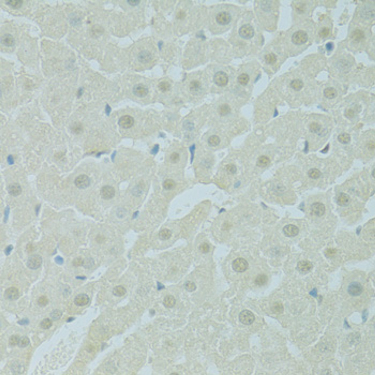 Immunohistochemistry of paraffin-embedded Rat liver using PHOX2B Polyclonal Antibody at dilution of  1:100 (40x lens).