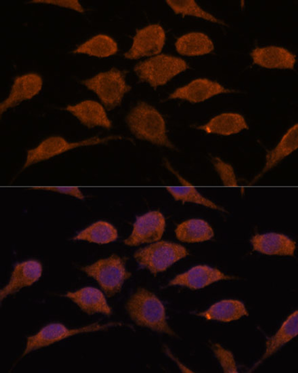 Immunofluorescence analysis of L929 cells using USP19 Polyclonal Antibody at dilution of  1:100. Blue: DAPI for nuclear staining.