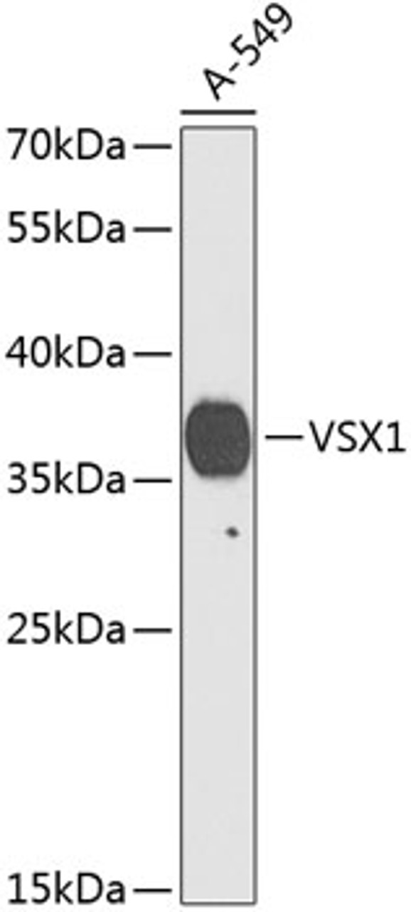 Western blot analysis of extracts of A-549 cells using VSX1 Polyclonal Antibody at dilution of 1:1000.