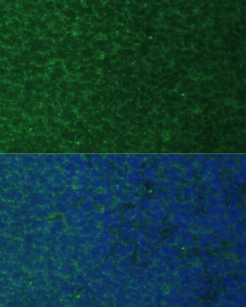 Immunofluorescence analysis of Rat breast cells using PMAIP1 Polyclonal Antibody at dilution of  1:100. Blue: DAPI for nuclear staining.