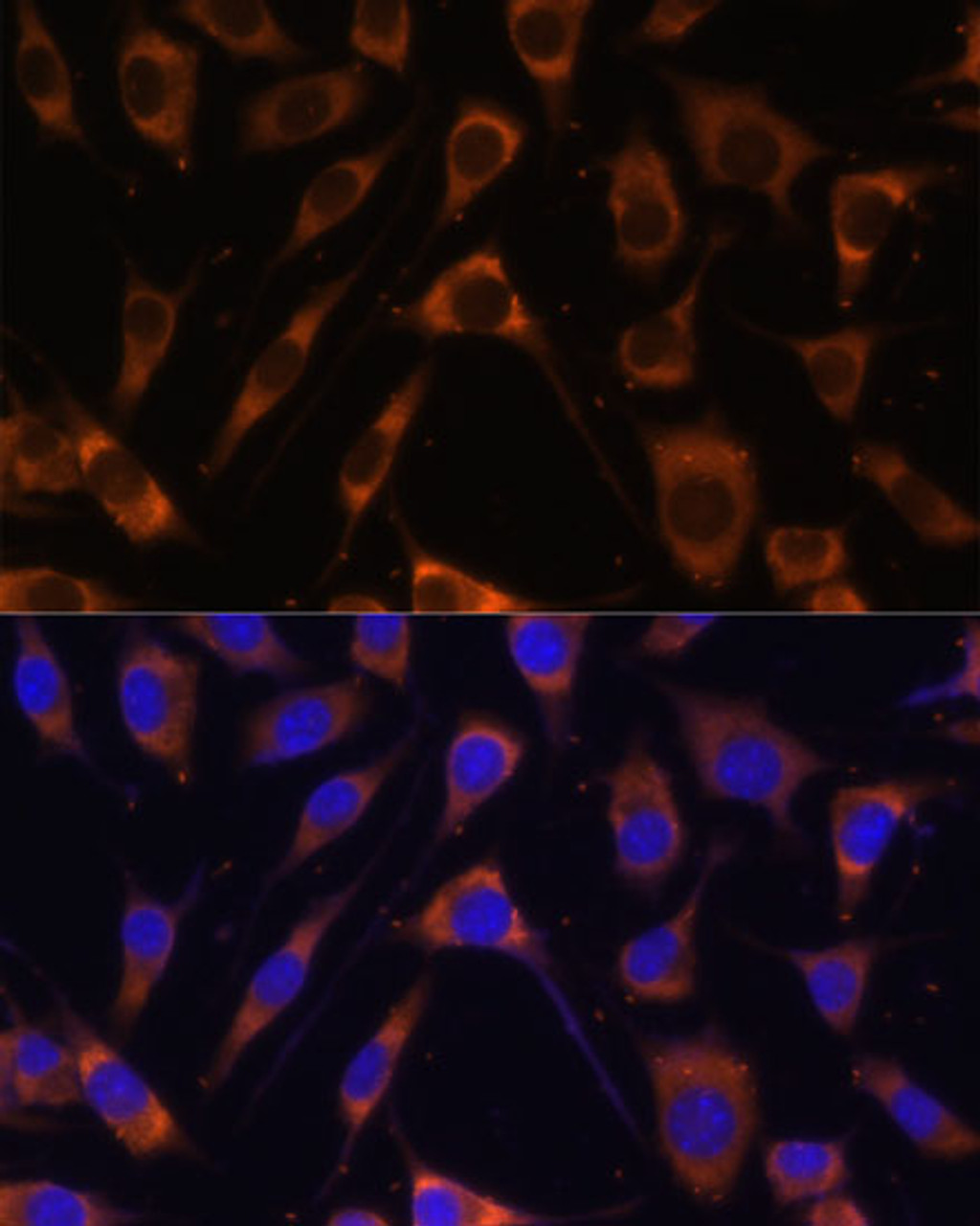 Immunofluorescence analysis of L929 cells using LAMB1 Polyclonal Antibody at dilution of  1:100 (40x lens). Blue: DAPI for nuclear staining.