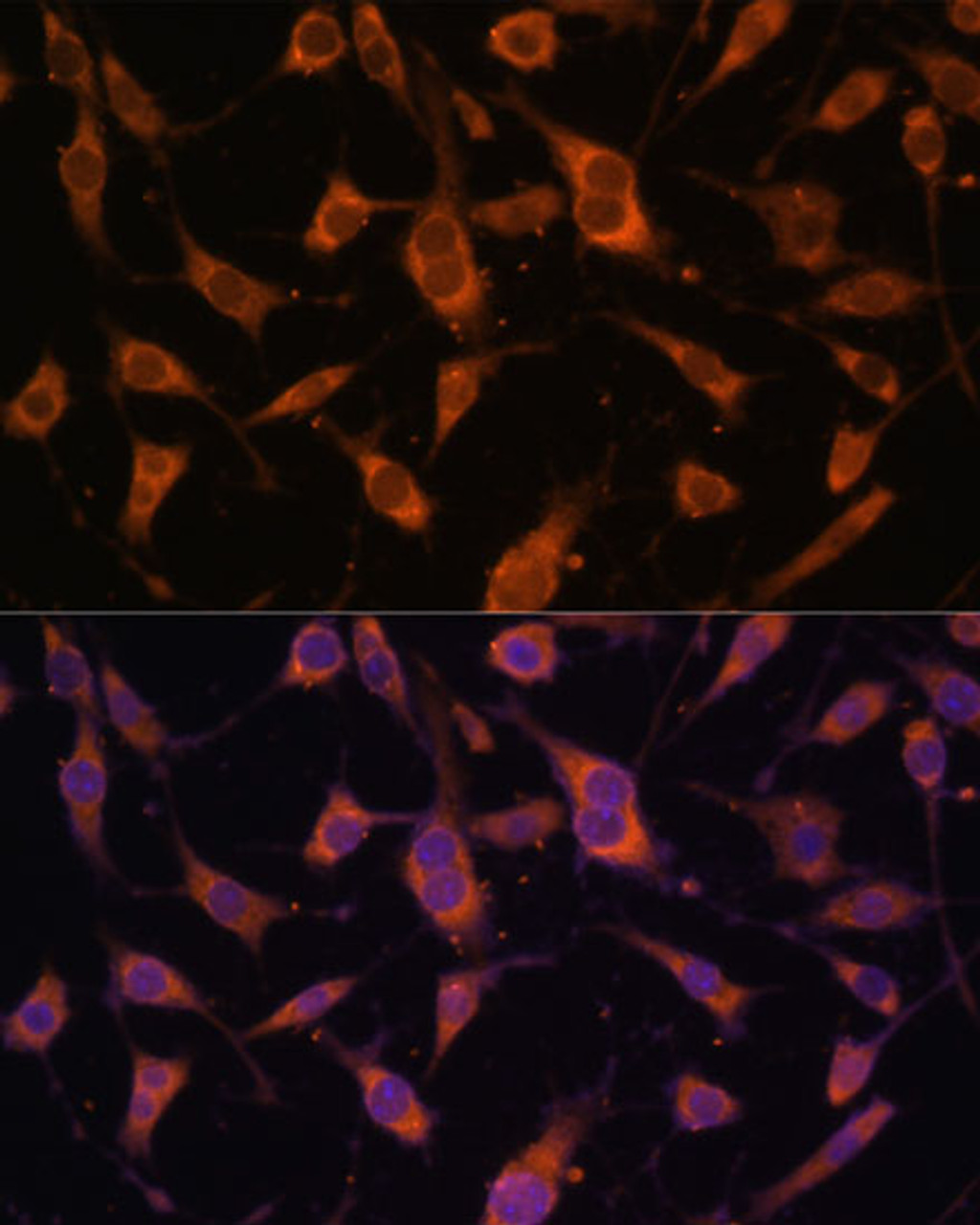 Immunofluorescence analysis of L929 cells using FBLN5 Polyclonal Antibody at dilution of  1:100 (40x lens). Blue: DAPI for nuclear staining.