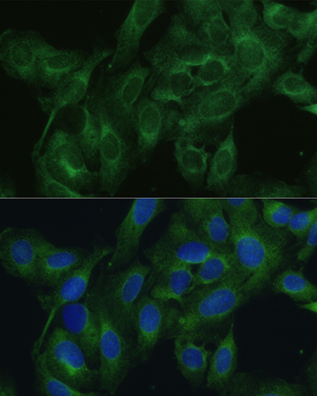 Immunofluorescence analysis of U2OS cells using FRMD6 Polyclonal Antibody at dilution of  1:100. Blue: DAPI for nuclear staining.
