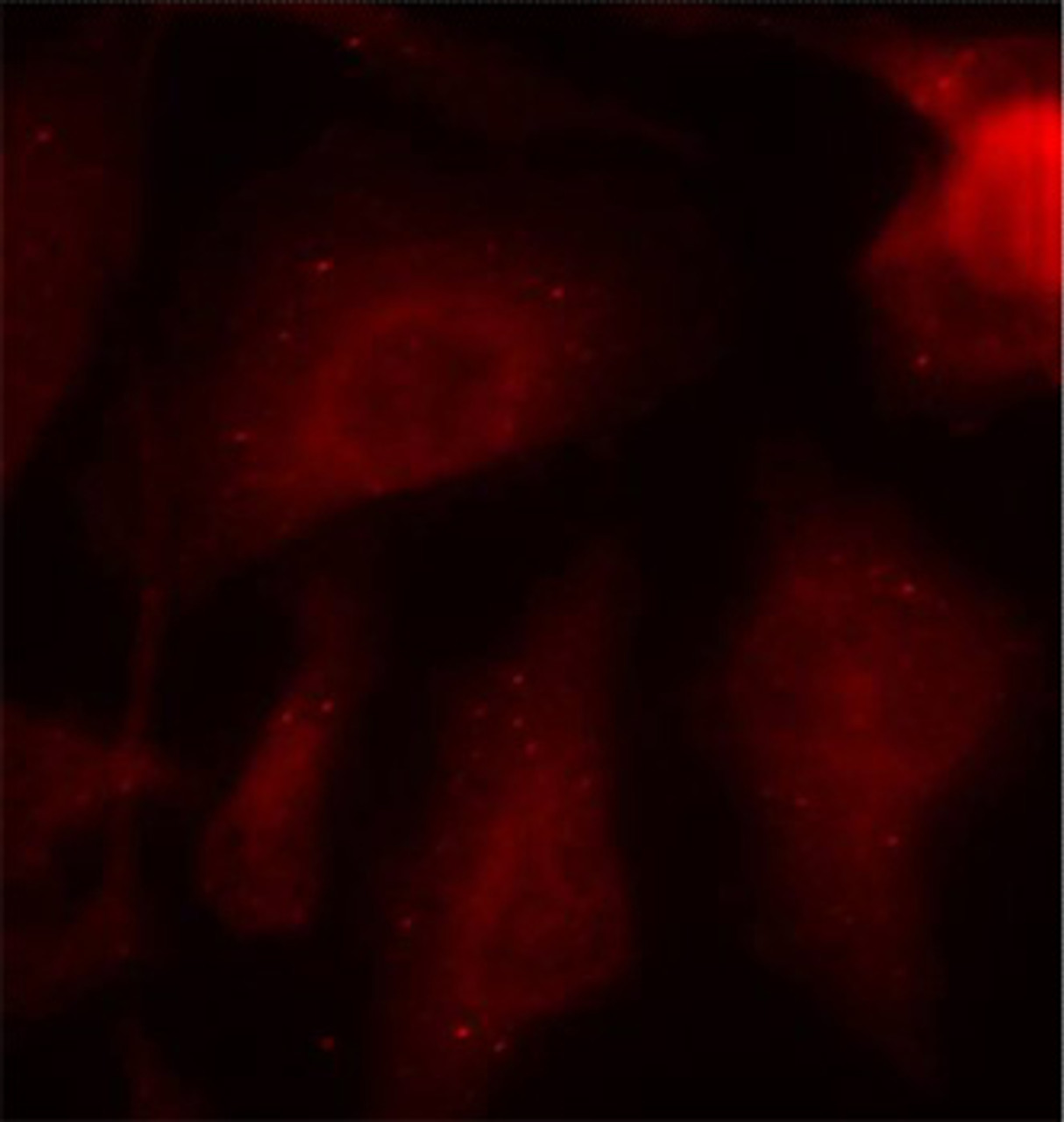 Immunofluorescence analysis of methanol-fixed HeLa cells using Phospho-Tau(S404) Polyclonal Antibody