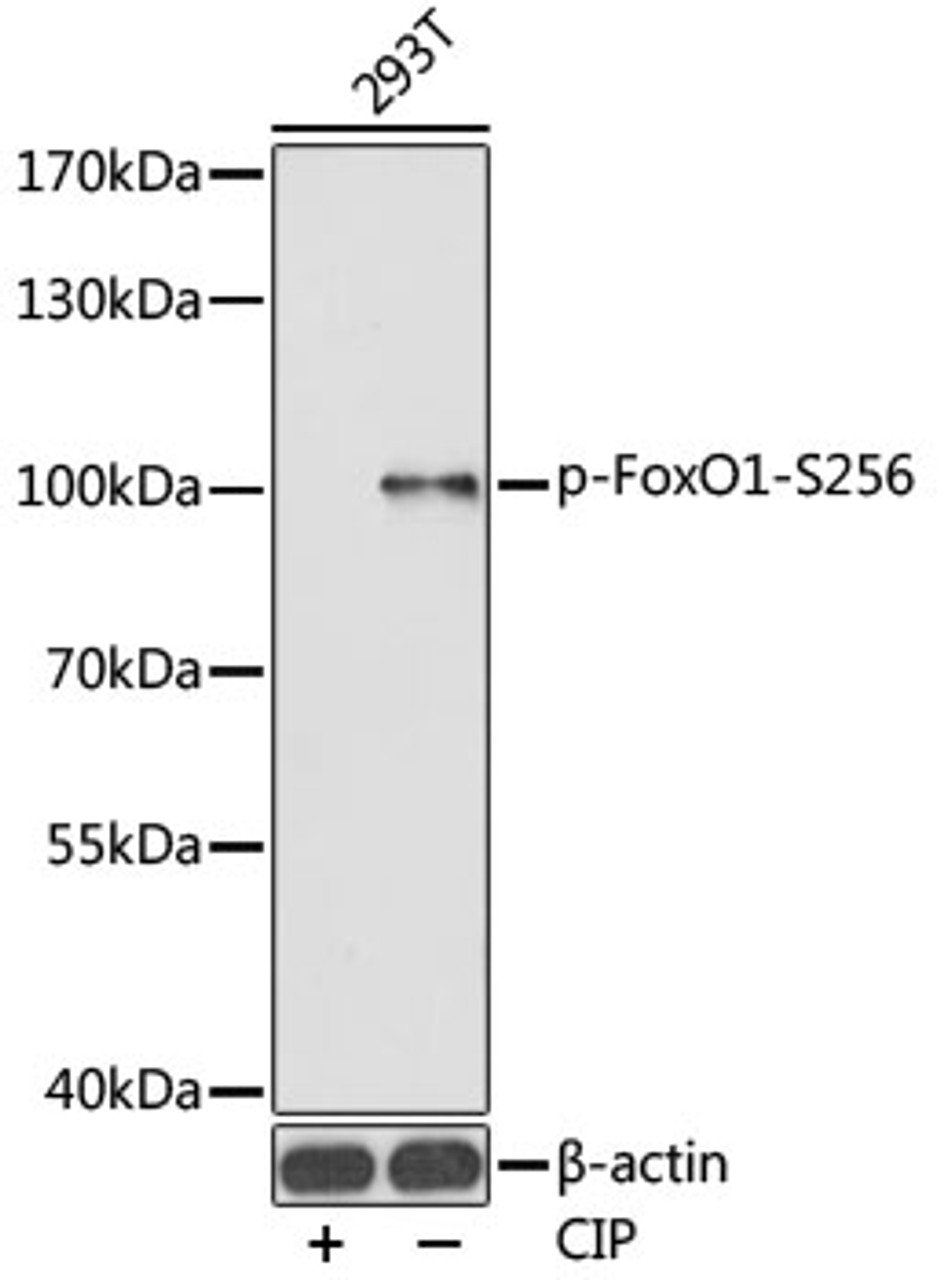 Western blot analysis of extracts of 293T cells using Phospho-FoxO1(S256) Polyclonal Antibody.