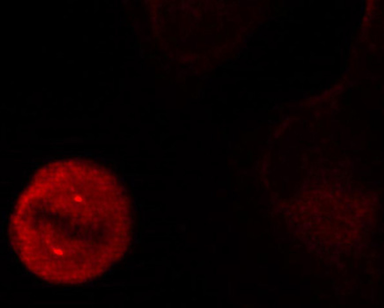 Immunofluorescence analysis of methanol-fixed HeLa cells showing centrosome and nuclear staining using Phospho-MAPK3(Y204) Polyclonal Antibody