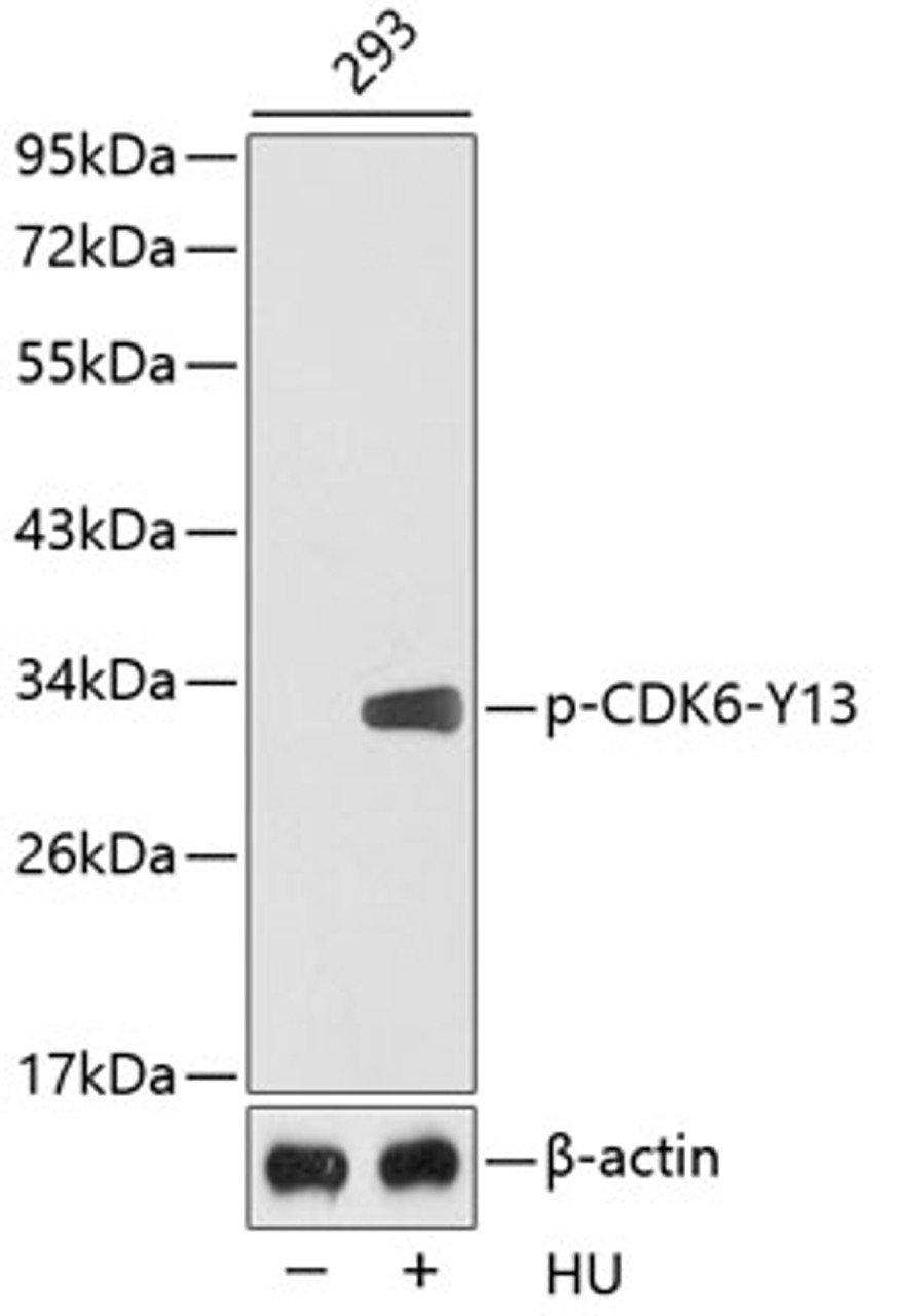 Western blot analysis of extracts from 293 cells using Phospho-CDK6(Y13) Polyclonal Antibody.