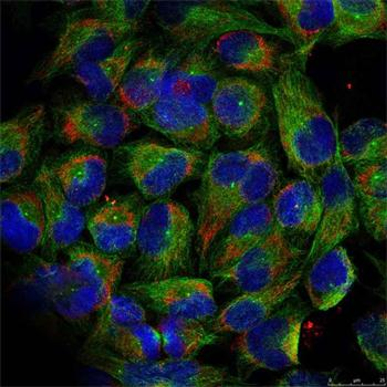 Immunofluorescence analysis of methanol-fixed HeLa cells using Phospho-NFkB p100(S866) Polyclonal Antibody