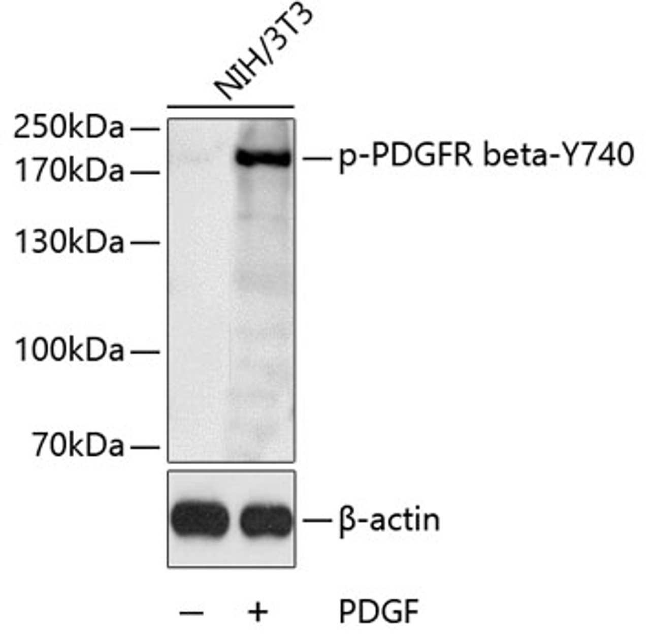 Western blot analysis of extracts of NIH/3T3 cells using Phospho-PDGFR beta(Y740) Polyclonal Antibody.