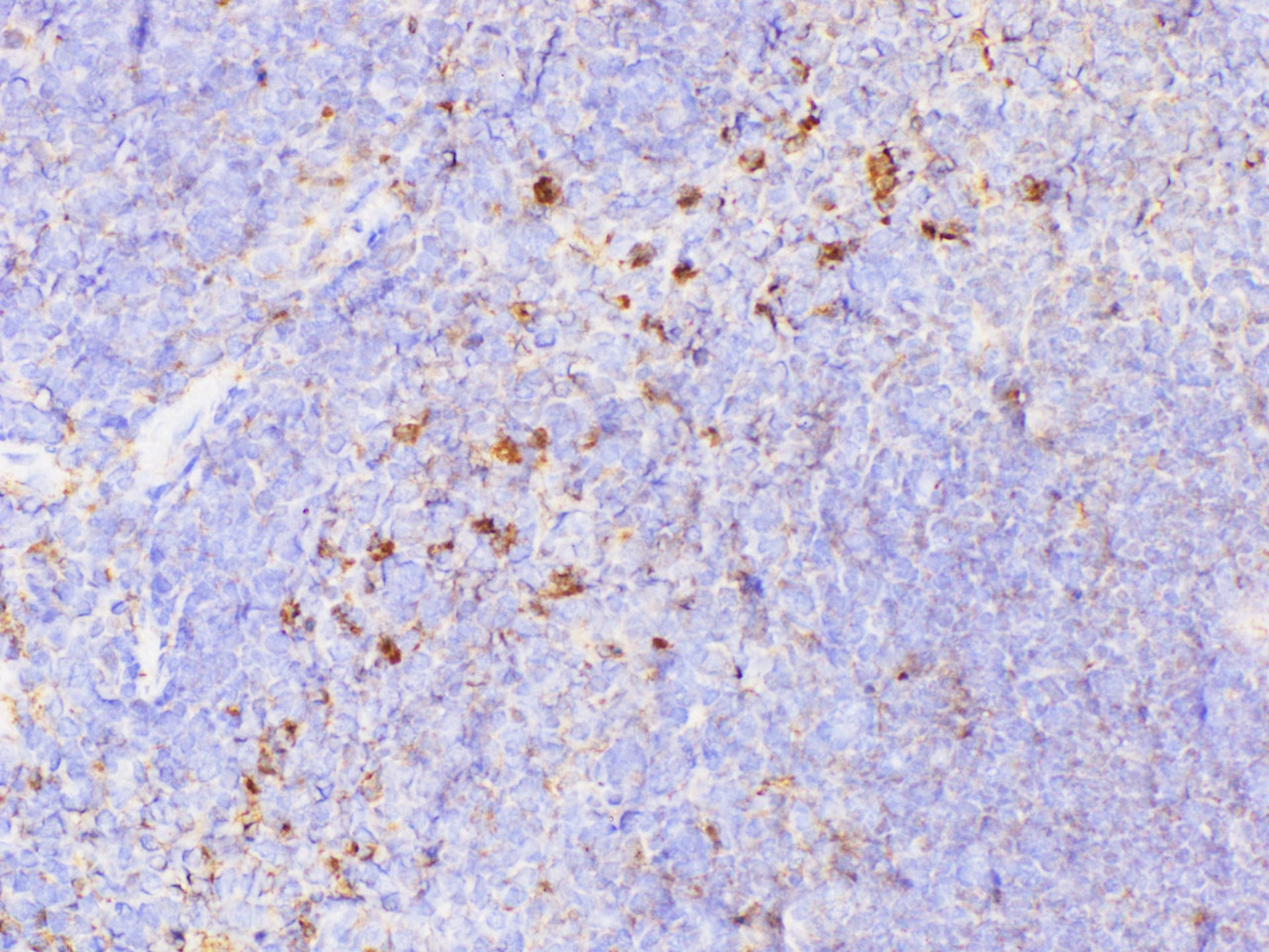 Immunohistochemistry of paraffin-embedded Mouse spleen using CHI3L1 Polycloanl Antibody at dilution of 1:300