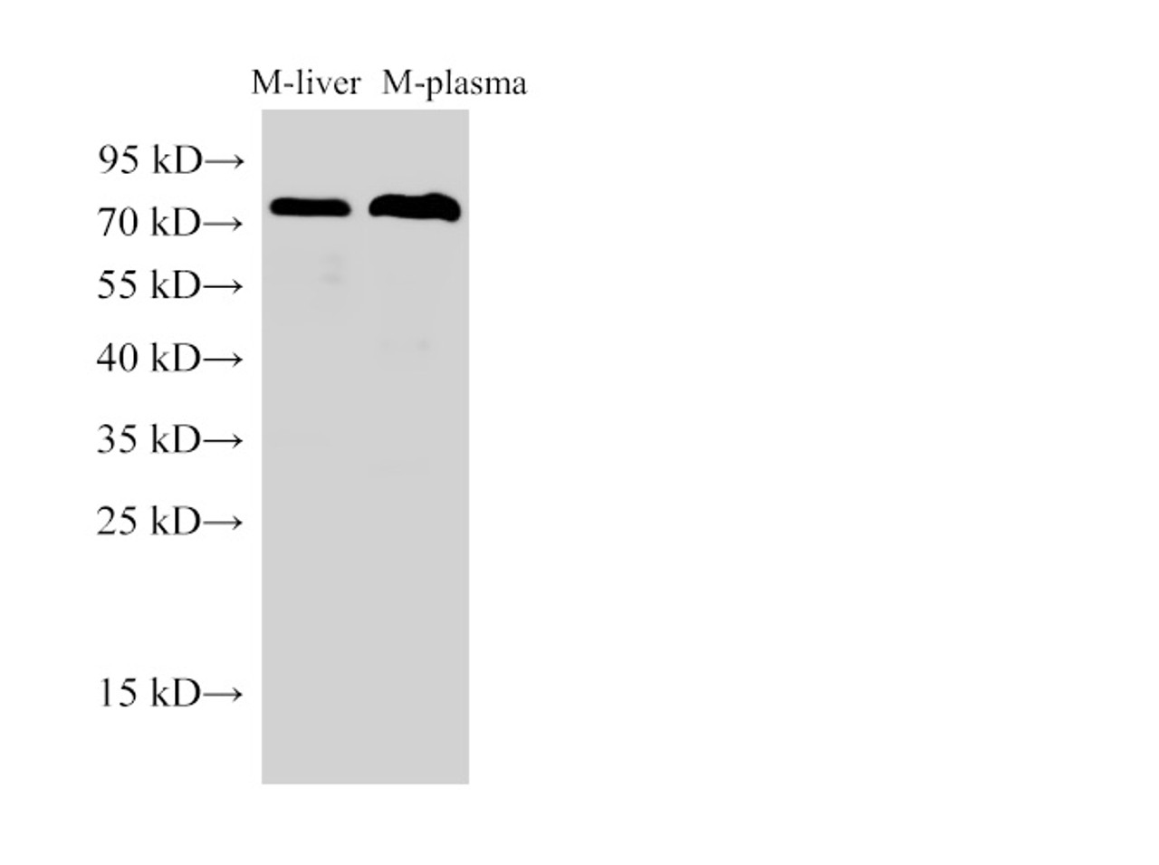 Western Blot analysis of Mouse liver and Mouse plasma using Transferrin Polyclonal Antibody at dilution of 1:250000.