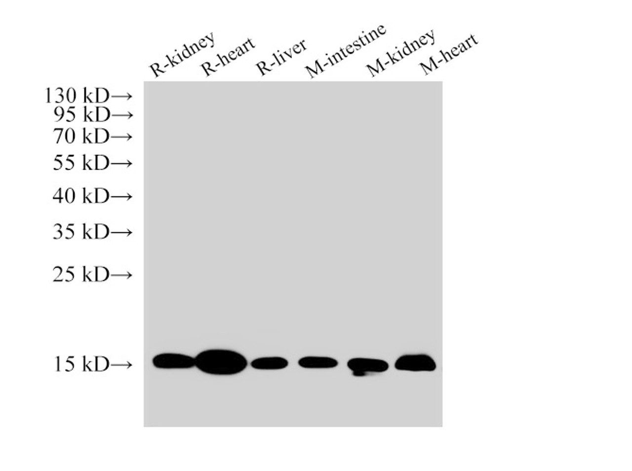 Western Blot analysis of 1)Rat kidney, 2)Rat heart, 3)Rat liver, 4)Mouse intestine, 5)Mouse kidney, 6)Mouse Heart using COX4 Polyclonal Antibody at dilution of 1:3000