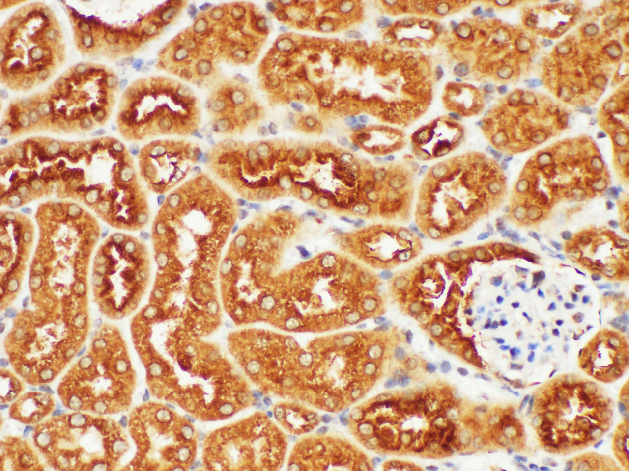 Immunohistochemistry of paraffin-embedded Mouse kidney using COX4 Polycloanl Antibody at dilution of 1:200.