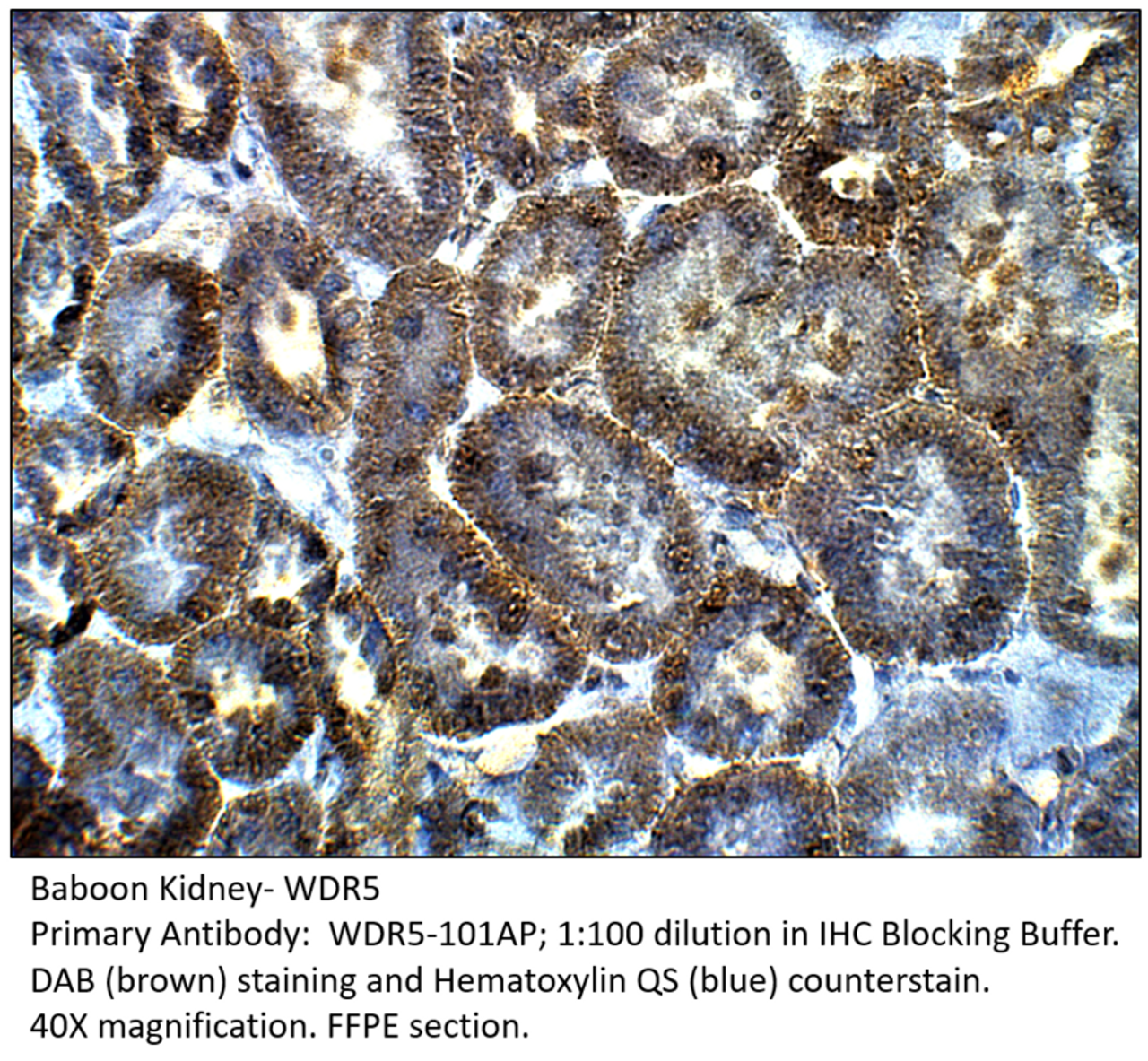 WDR5 Antibody from Fabgennix