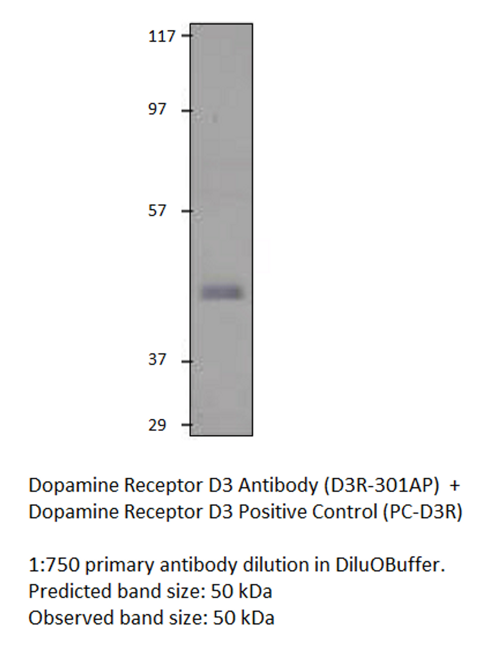 Dopamine Receptor D3 Antibody from Fabgennix