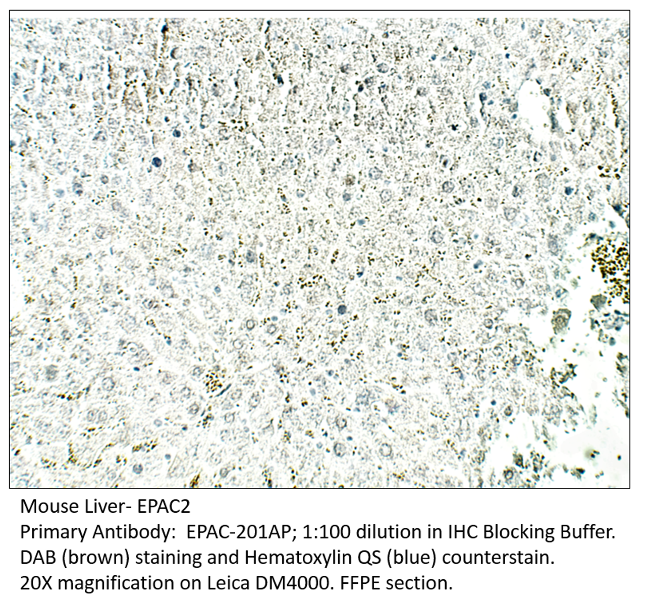 EPAC2 Antibody from Fabgennix