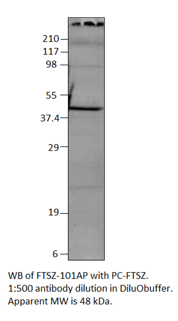 FtsZ Antibody from Fabgennix