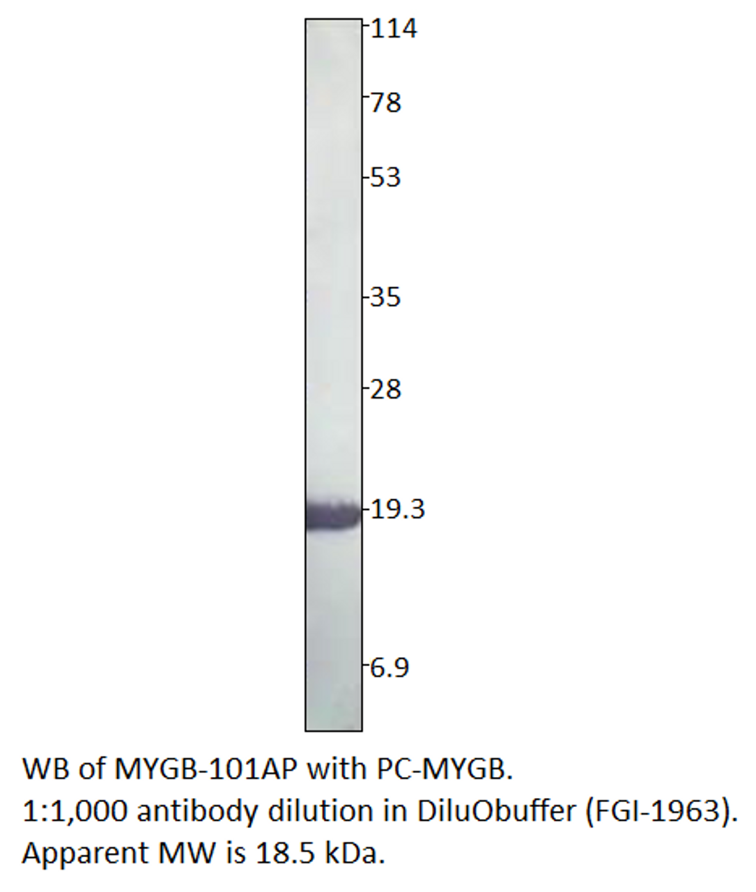 Myoglobin Antibody from Fabgennix