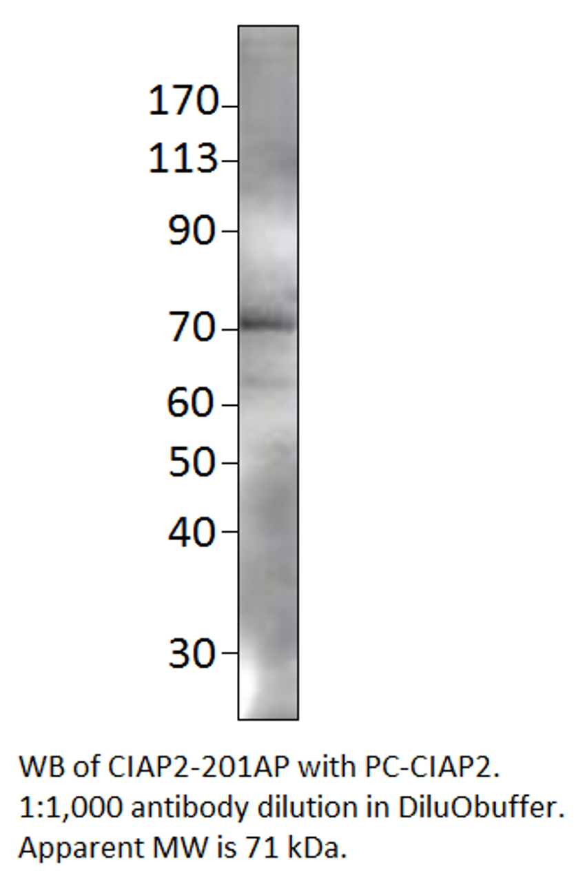 cIAP2 Antibody from Fabgennix